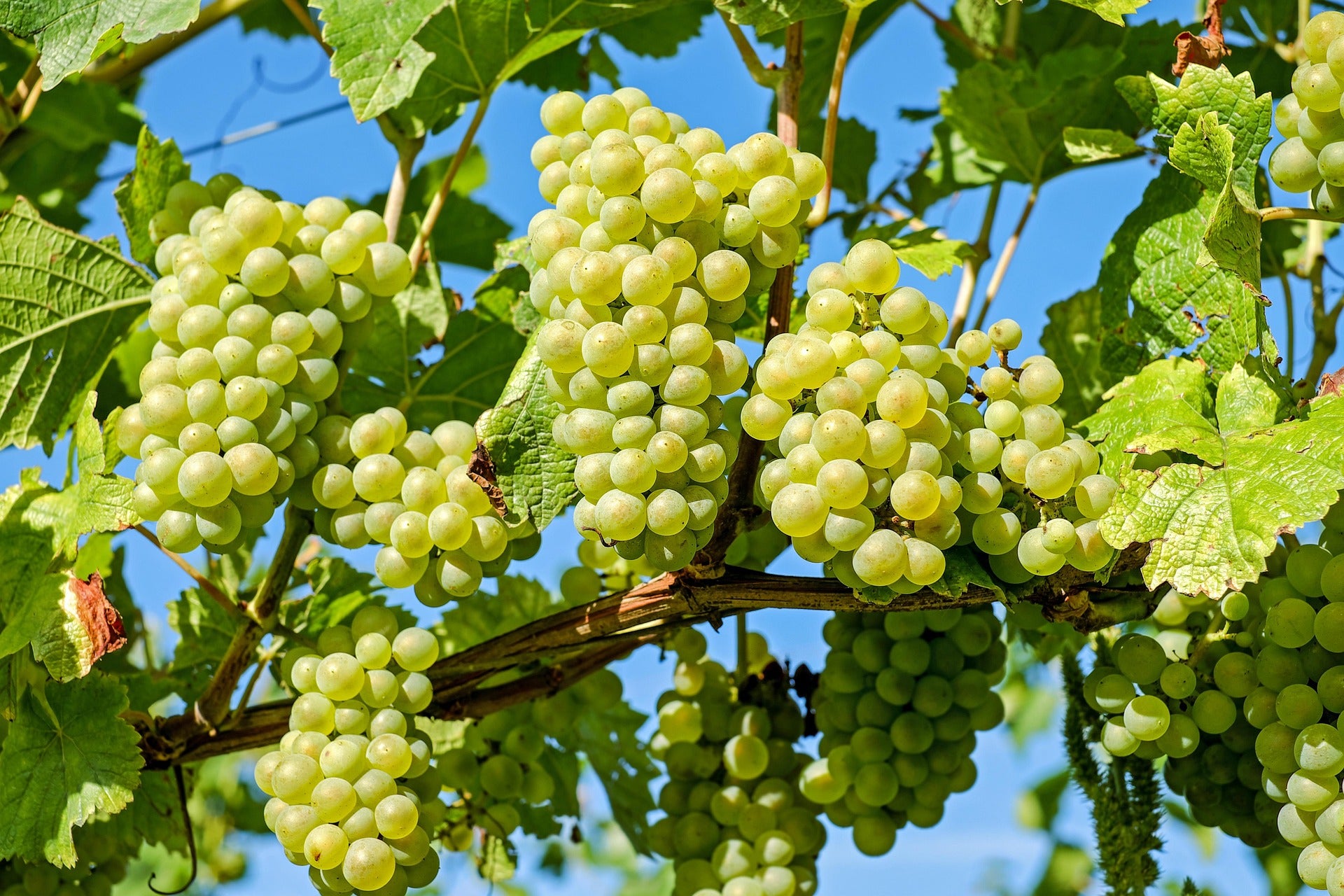 Fresh Grapes – 500g | تازہ انگور