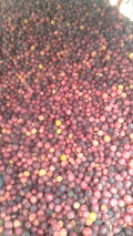 Fresh Falsa 250gm (فالسہ)