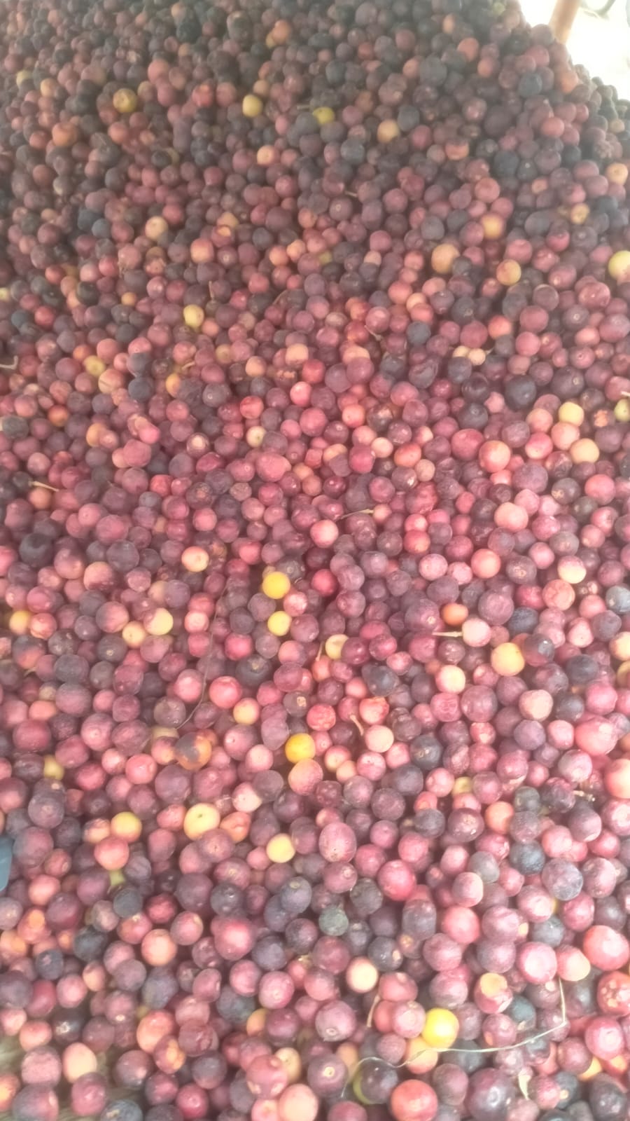 Fresh Falsa 250gm (فالسہ)