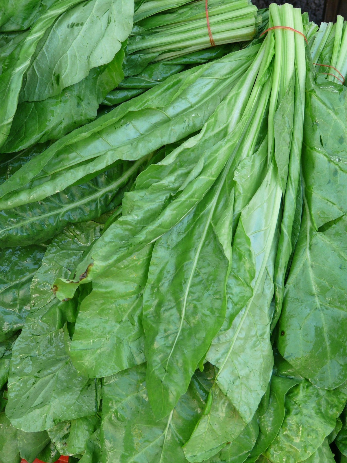 Palak — 1 kg | پالک