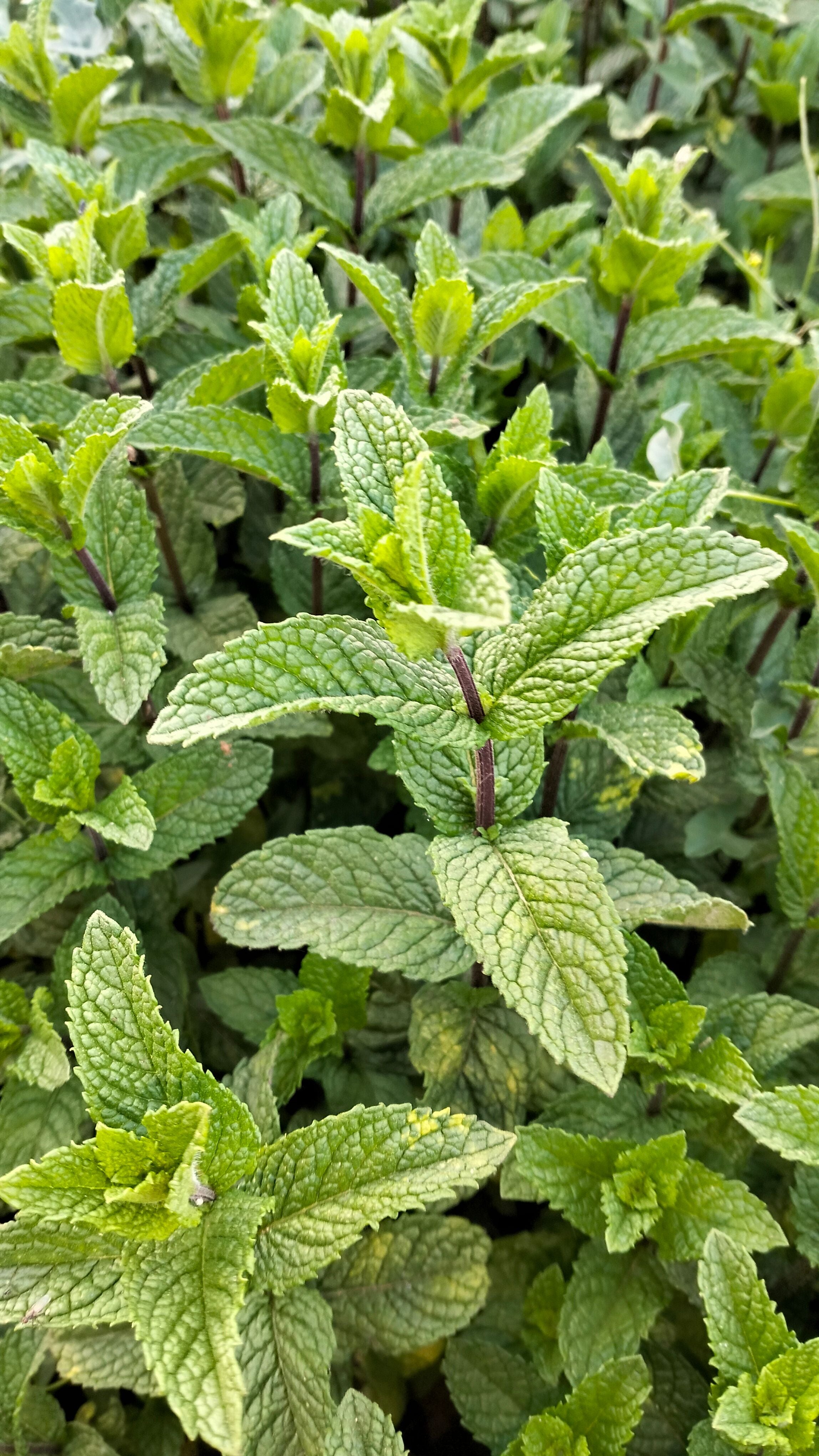 Mint 1 Bunch | پودینہ