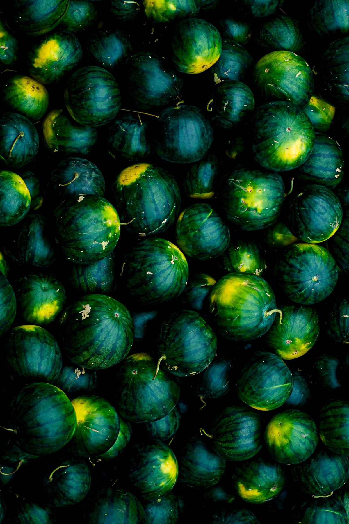 Kala Tarboz — 1 kg | کالا تربوز