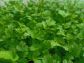 Coriander ہرا دھنیا | 1 Bunch