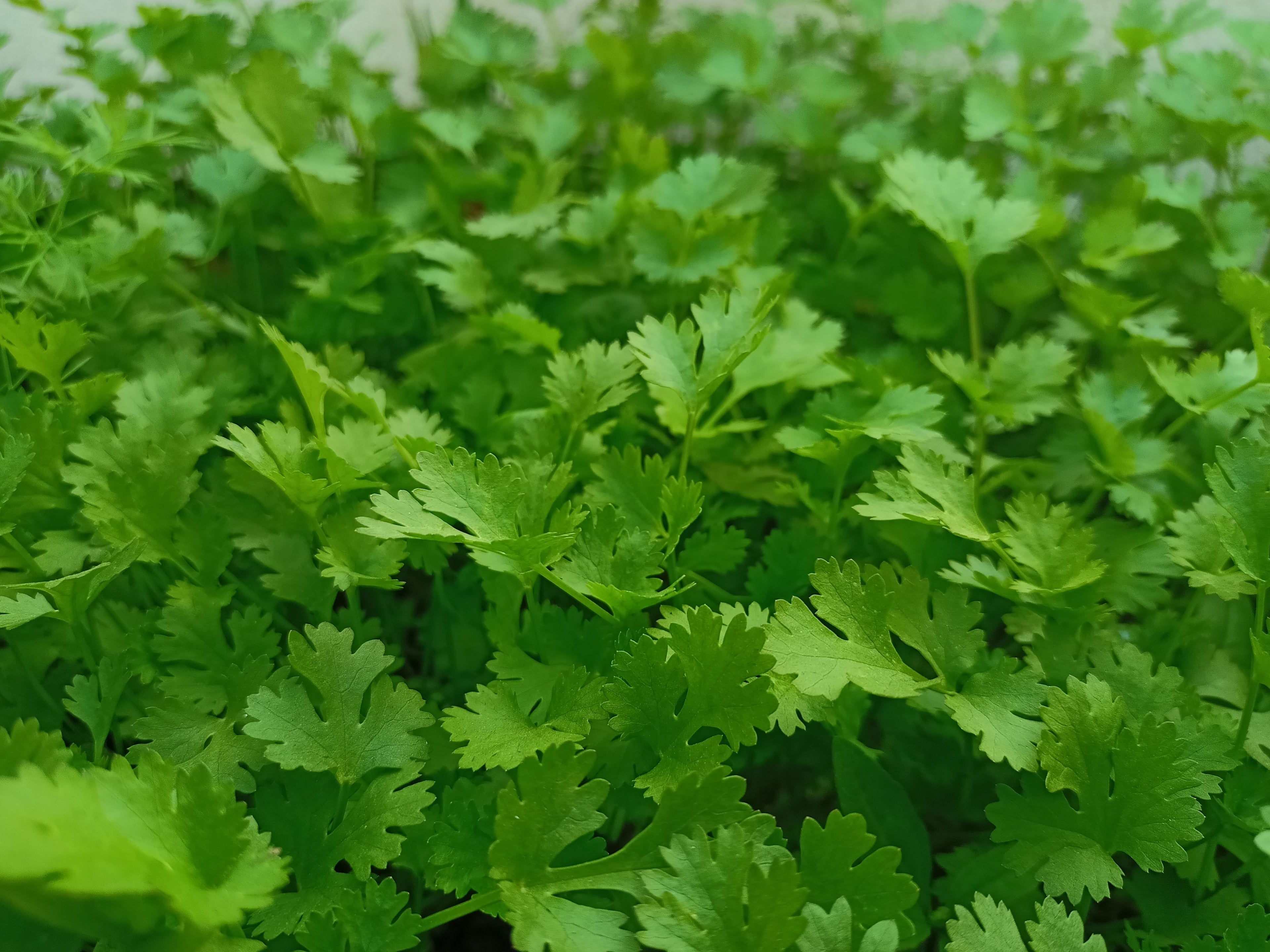 Coriander ہرا دھنیا | 1 Bunch