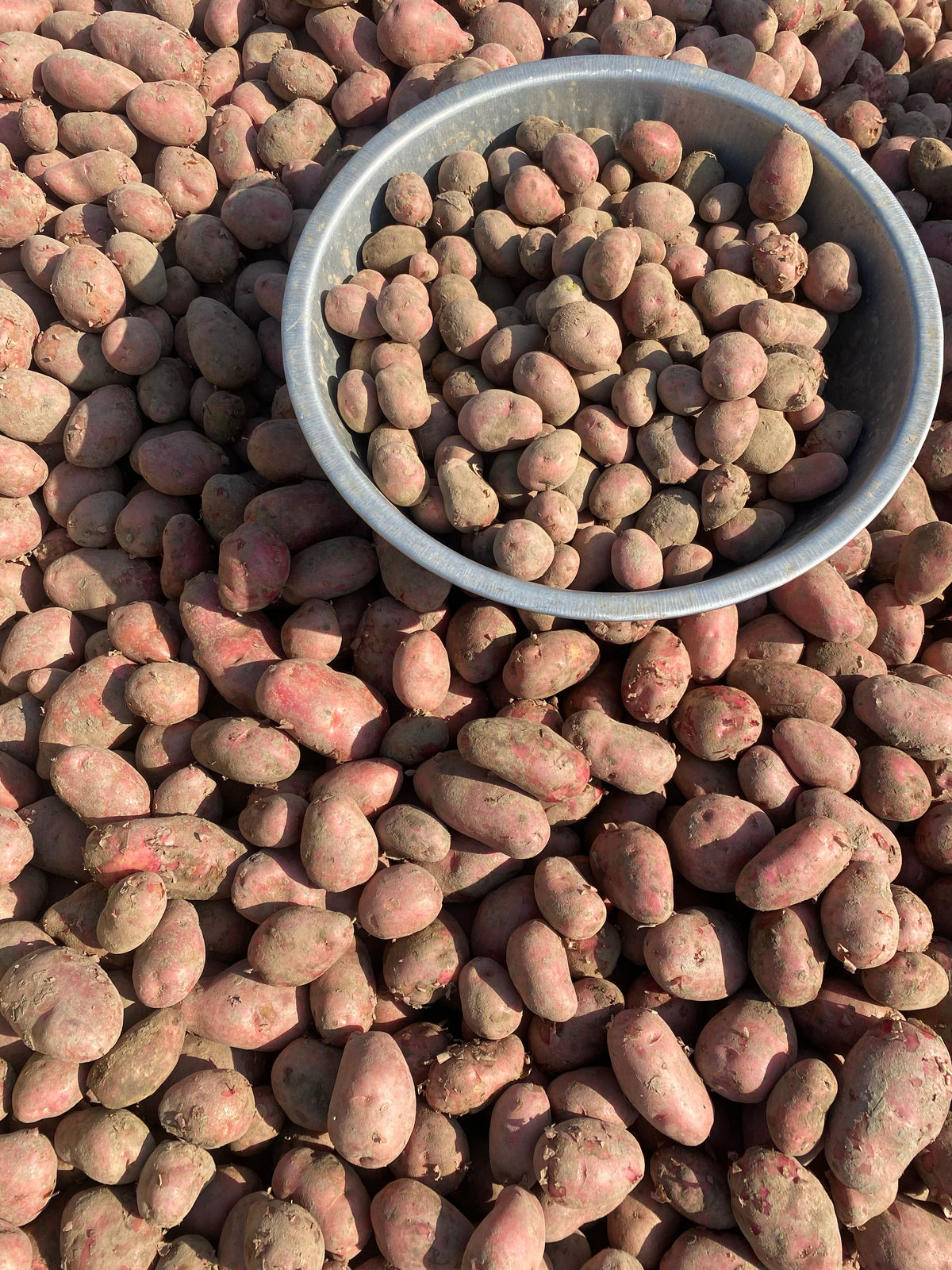 Aloo Lal — 1 kg | سرخ آلو