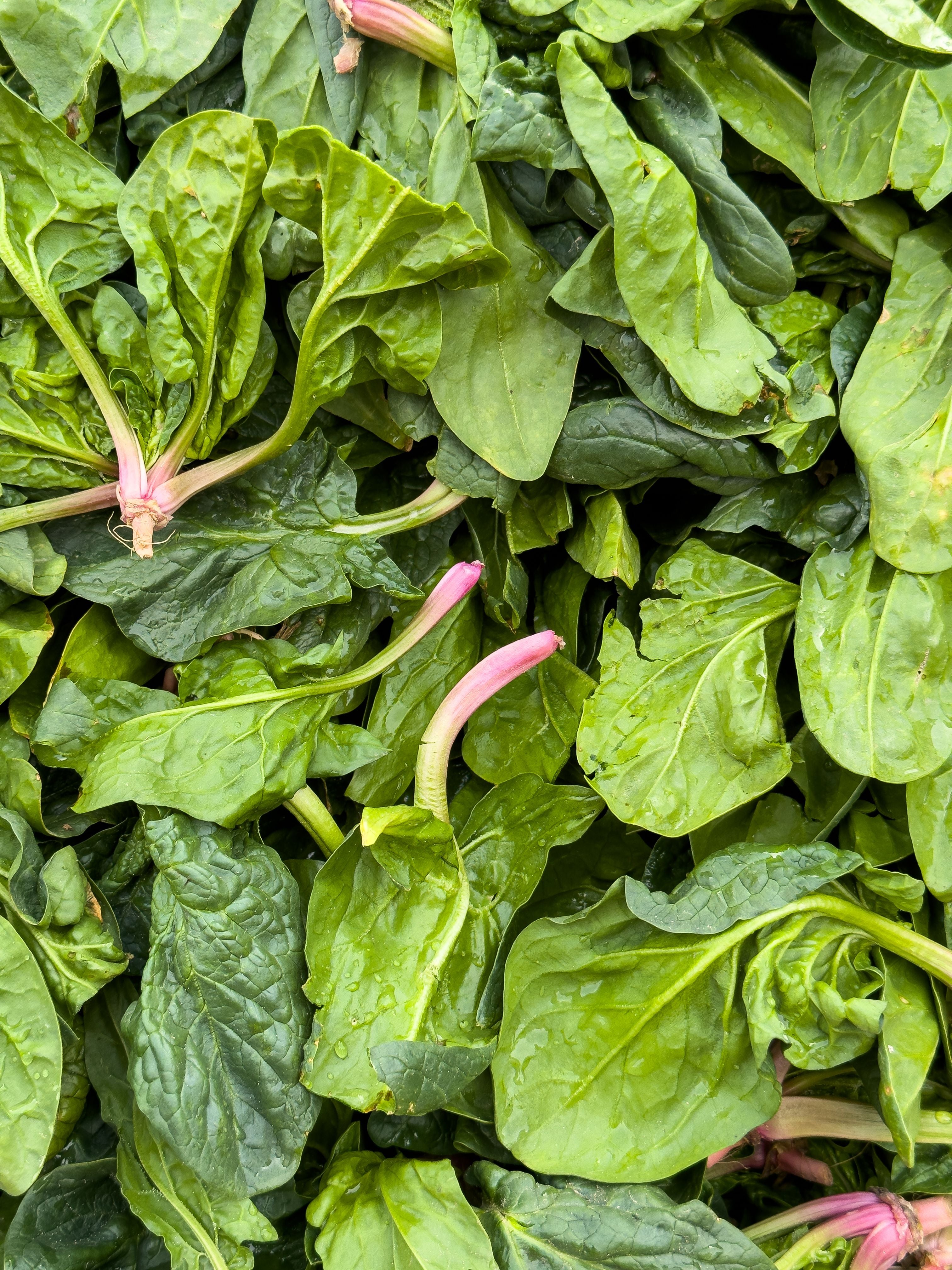 Fresh Spinach – 500g | تازہ پالک