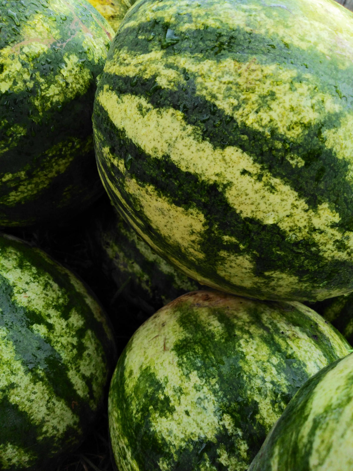 Anarkli Tarboz — 1 kg | انارکلی تربوز