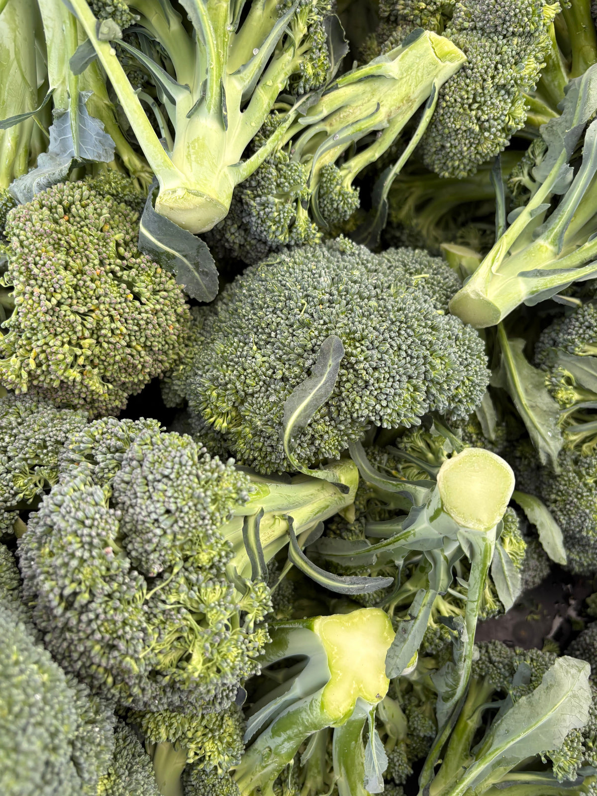 Broccoli — 250 gm | بروکولی