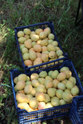 Fresh Apricot – 500g | تازہ خوبانی