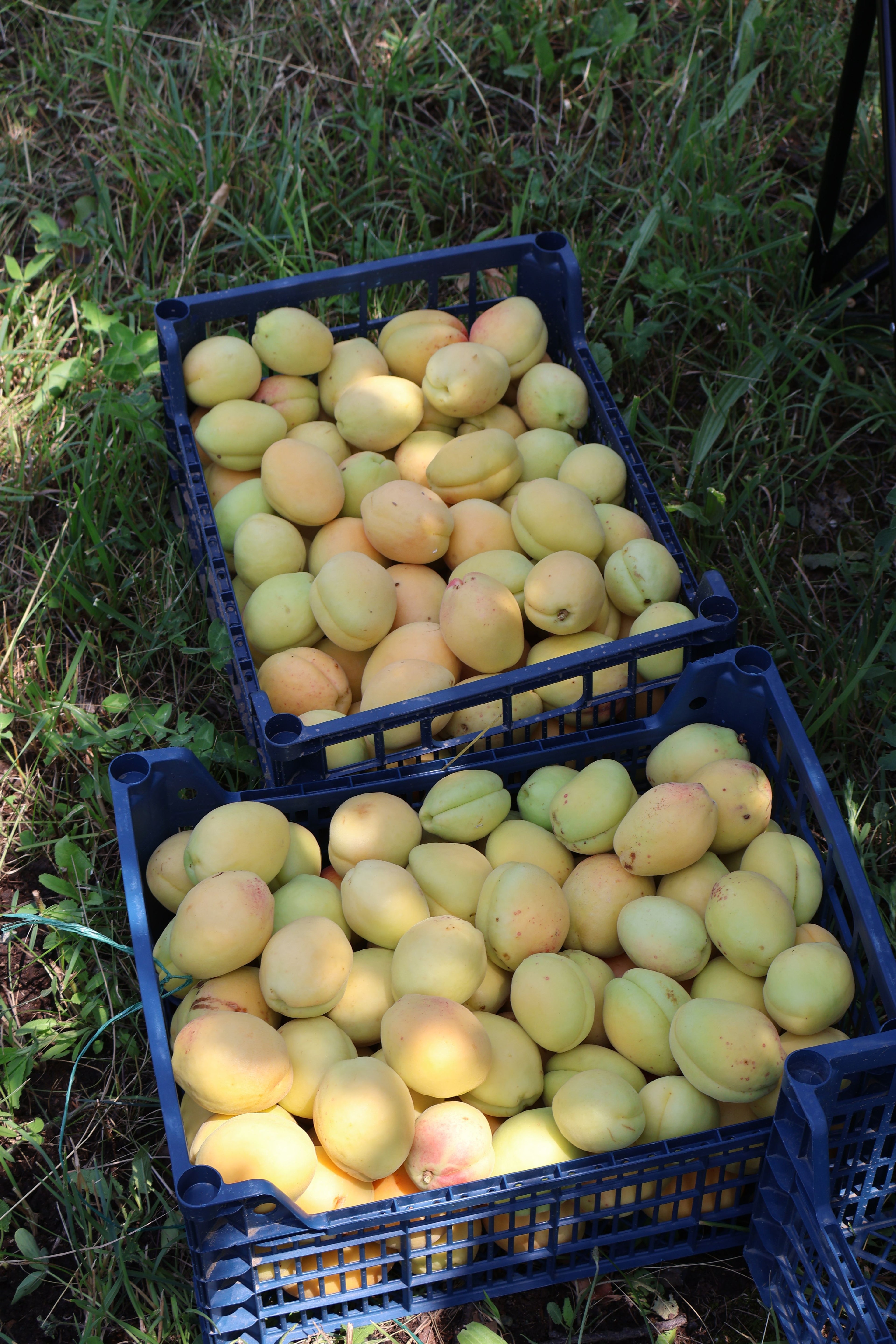 Fresh Apricot – 500g | تازہ خوبانی
