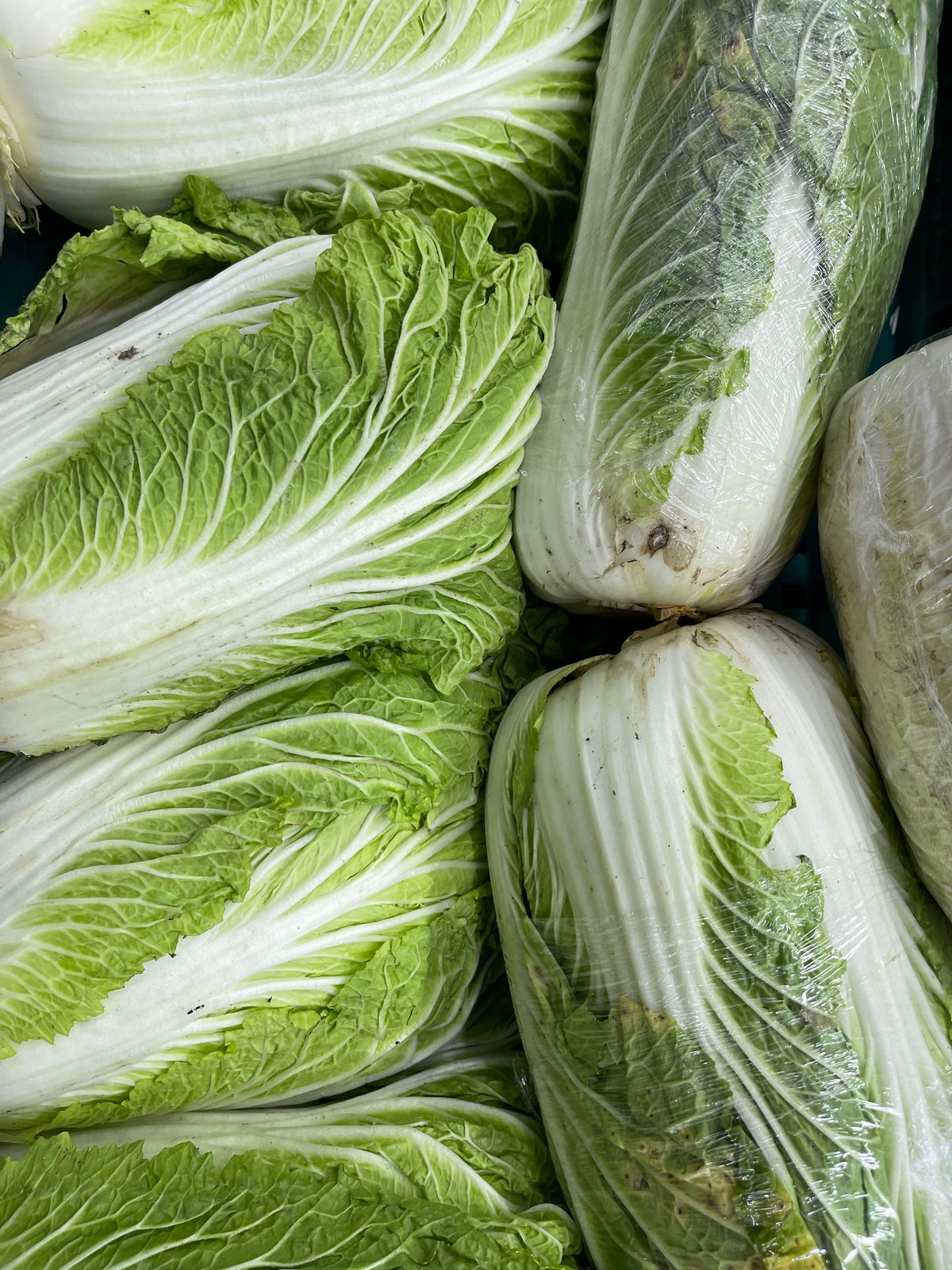 Chinese Lettuce Pata — 500 gm | چائنیز سلاد پتا