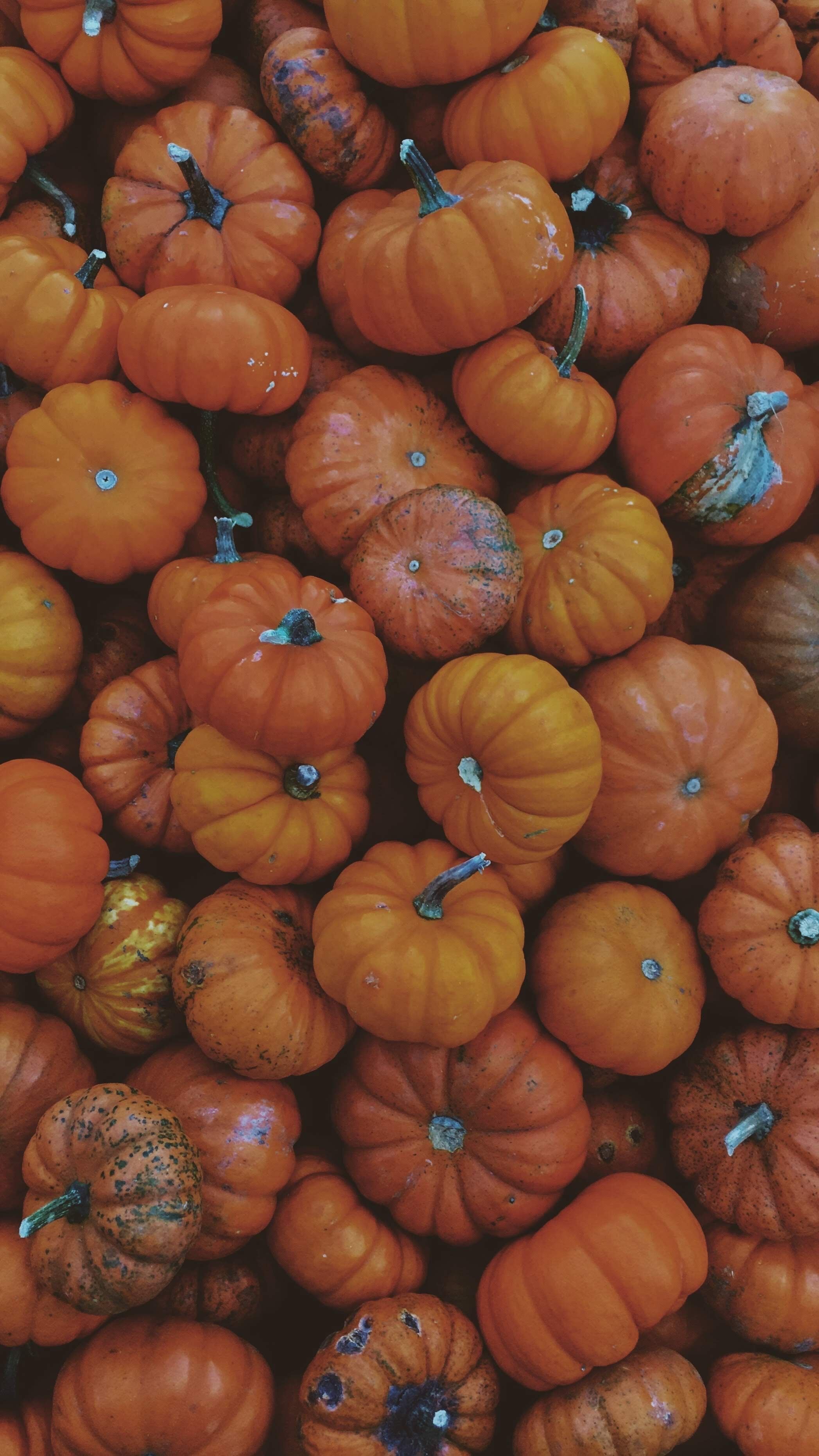 Fresh Pumpkin – 1kg | تازہ کدو