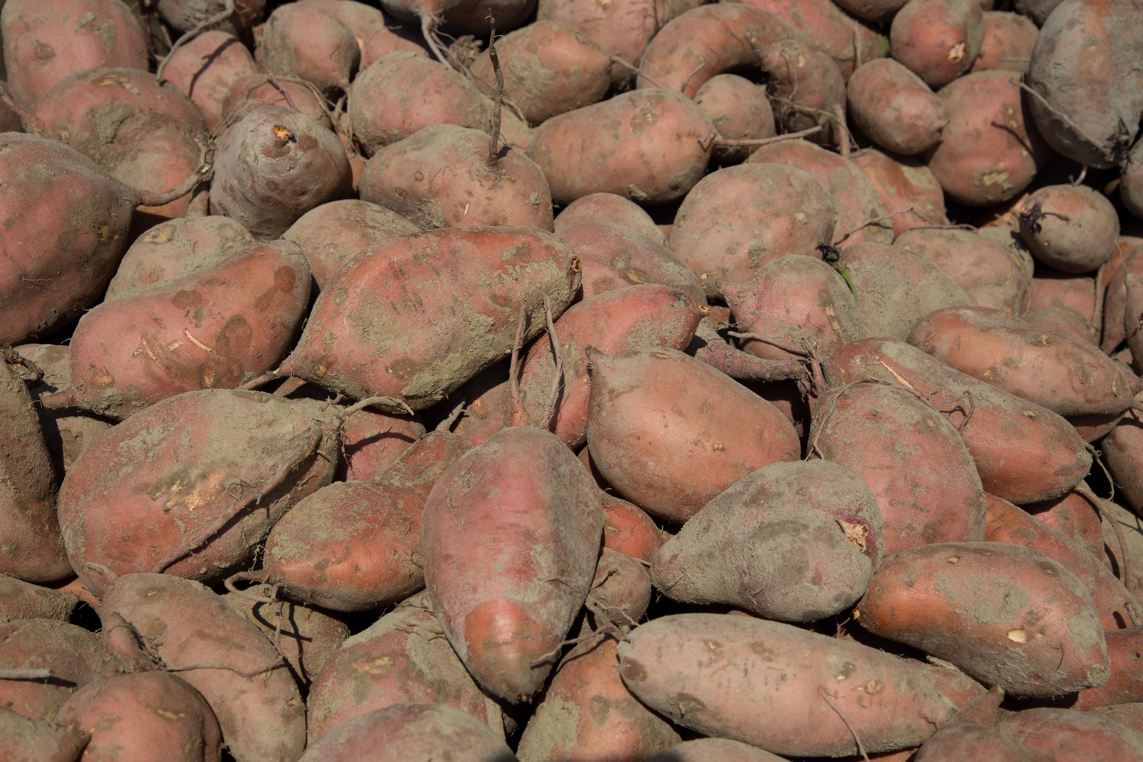 Fresh Sweet Potato – 1kg | تازہ شکرقندی