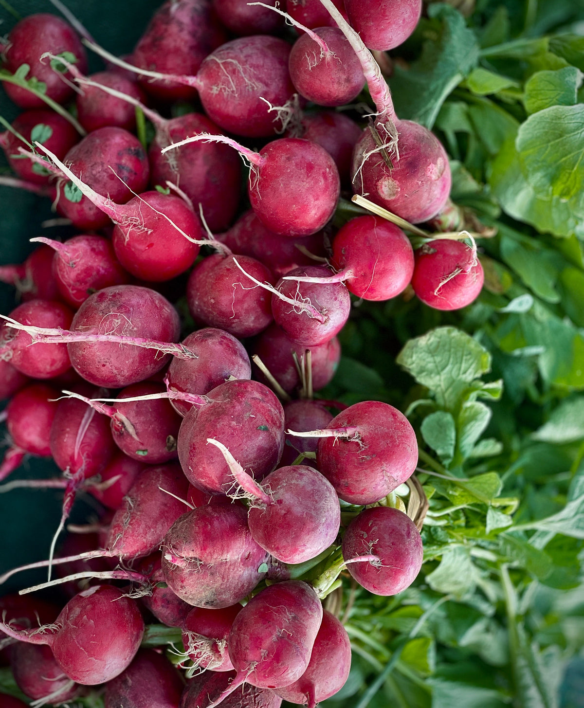 Red Radish — 500 gm | سرخ مولی