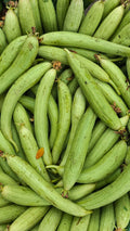 Fresh Ridge Gourd – 1kg | تازہ توری