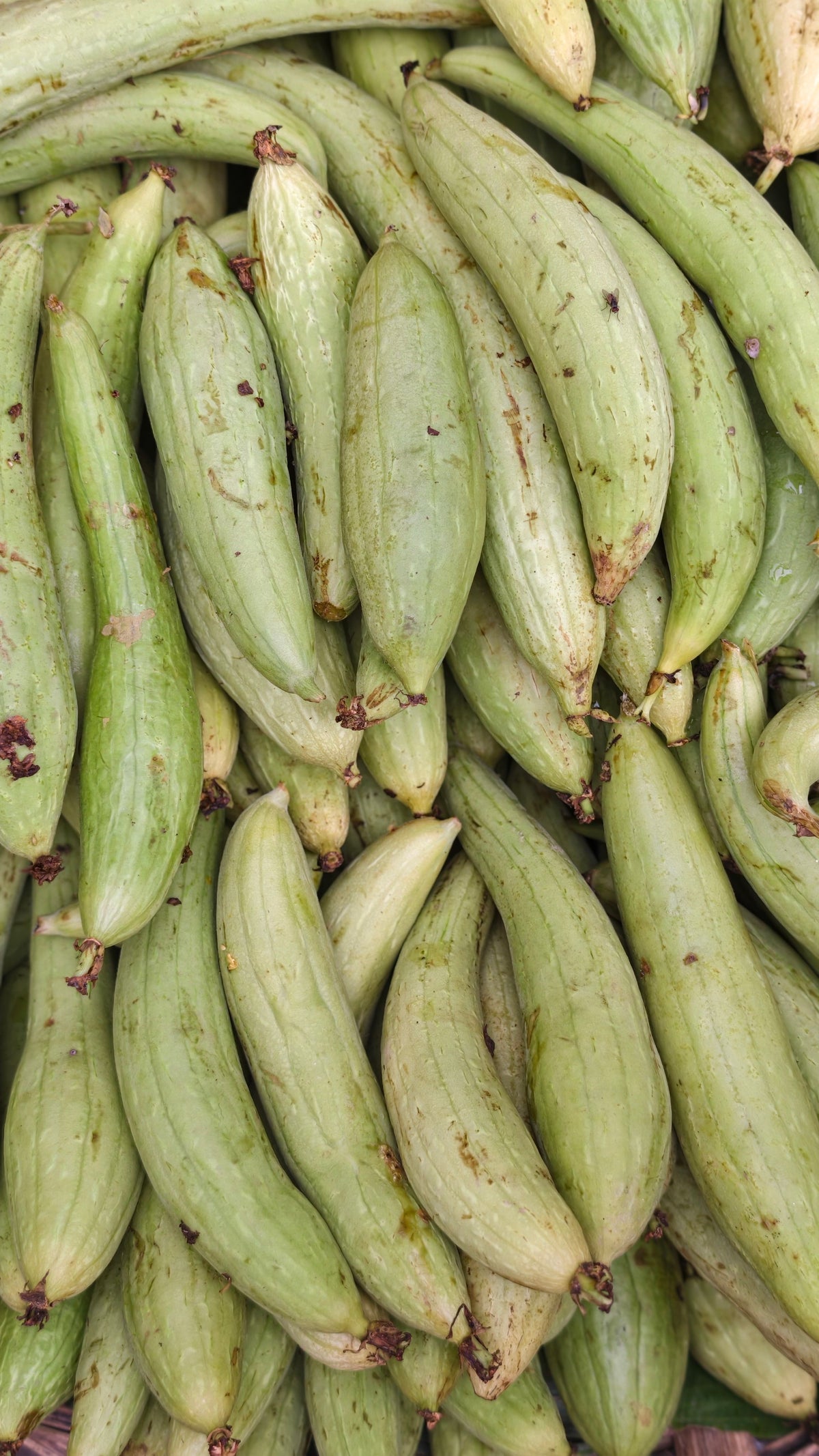 Desi Tori — 1 kg | دیسی توری