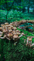 Mushroom — 500 gm | کھمبی