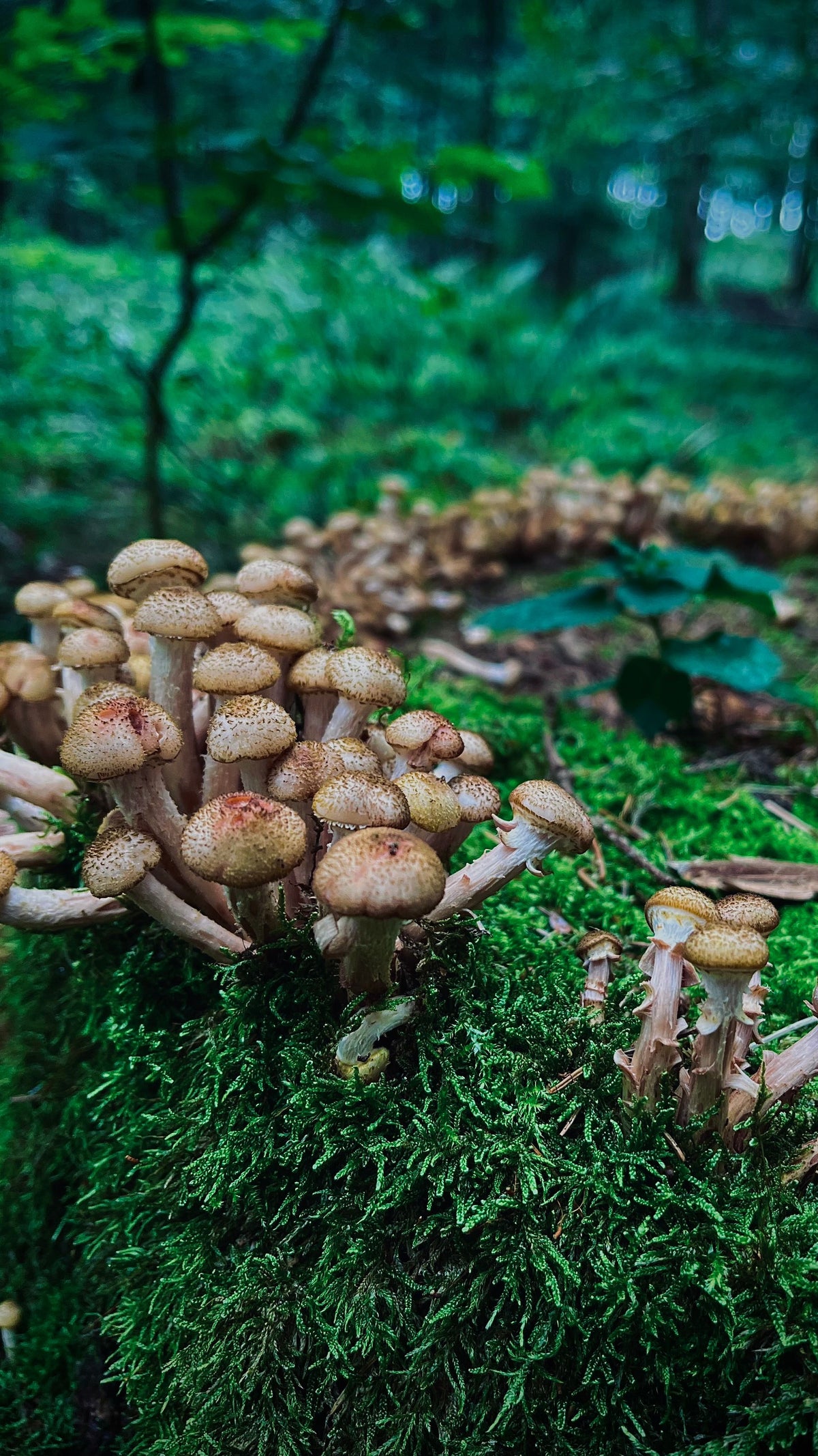 Mushroom — 500 gm | کھمبی