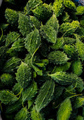A closeup view of Fresh bitter gourd karela pile – farm