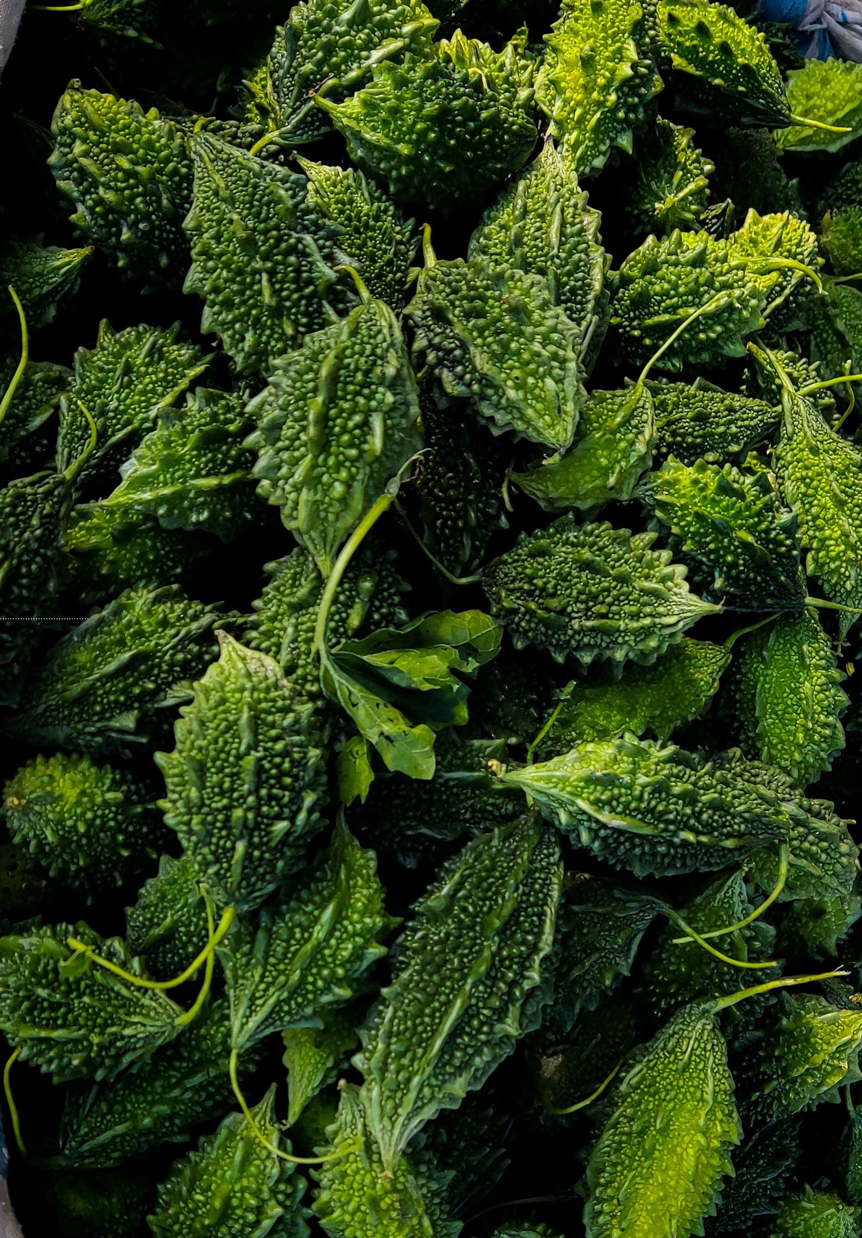 A closeup view of Fresh bitter gourd karela pile – farm
