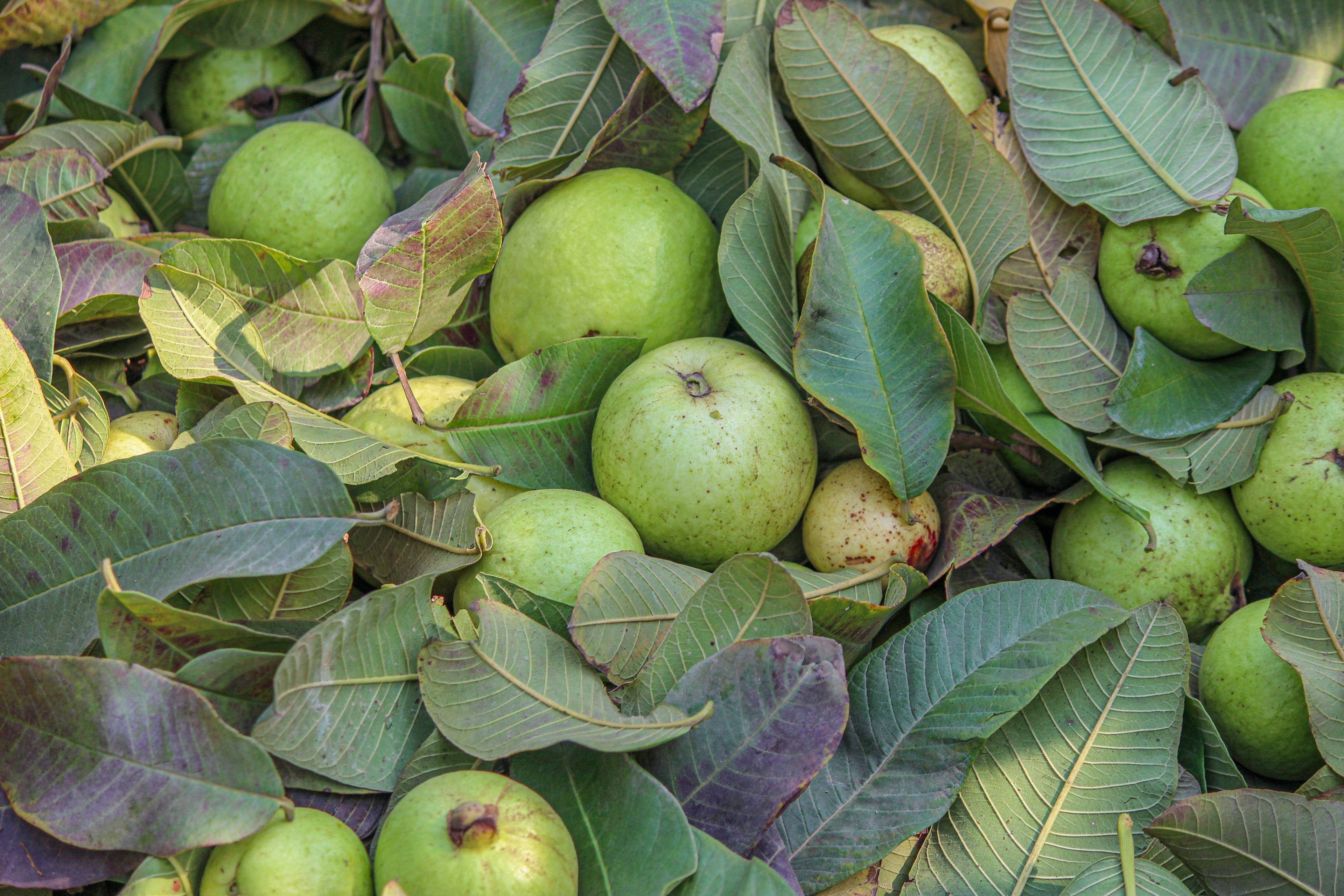 Guava امرود