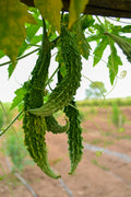 Bitter Gourd کریلا