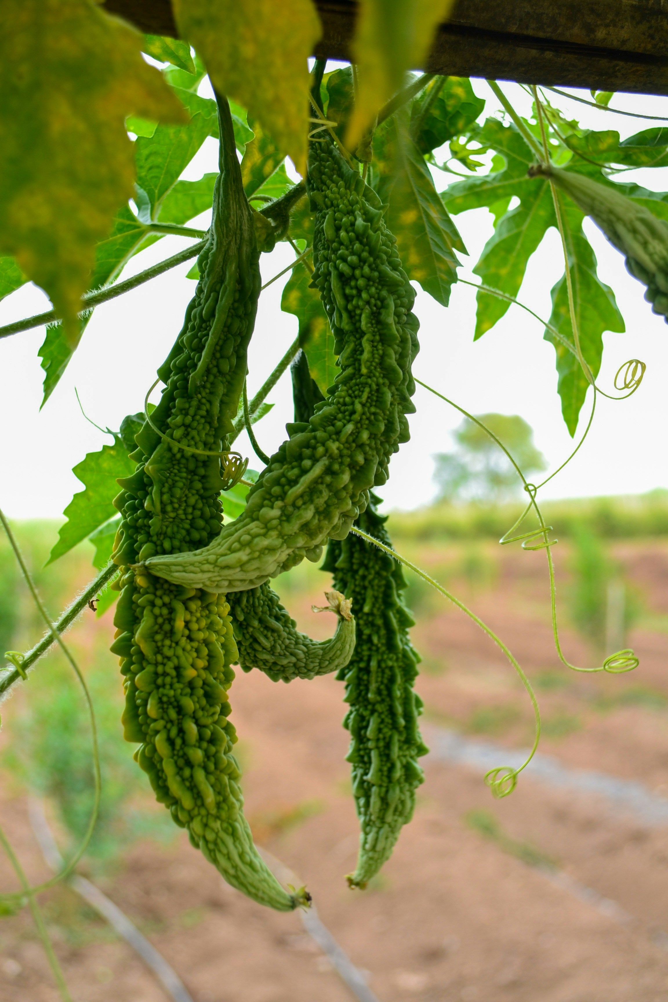 Bitter Gourd کریلا